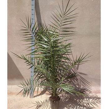 PC20XL PHOENIX CANARIENSIS POT 5 LITRES TAILLE XL
