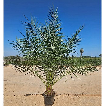 PC30XL PHOENIX CANARIENSIS POT 17 LITRES TAILLE XL