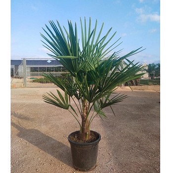 TC30 TRACHYCARPUS FORTUNEI TRONC DE 15/20