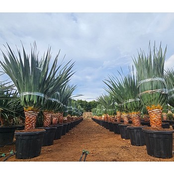DD45 DRAGONNIER DES CANARIES POT DE 45 LITRES