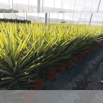 YJ10 YUCCA JEWEL EN POT DE 10 LITRES 