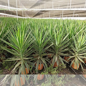 YP10 YUCCA PUCK EN POT DE 10 LITRES 