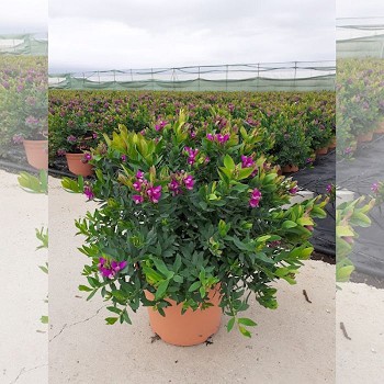 PM10 POLYGALA MYRTIFOLIA EN POT DE 10 LITRES 