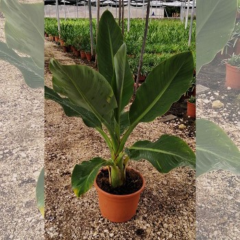 MB5 MUSA BASJOO (BANANIER DU JAPON) POT 5 LITRES