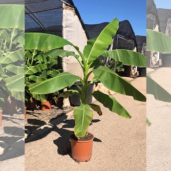 MB15 MUSA BASJOO (BANANIER DU JAPON) POT 15 LITRES