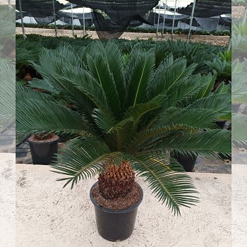 CE10 CYCAS REVOLTU EXTRA POT DE 10 LITRES