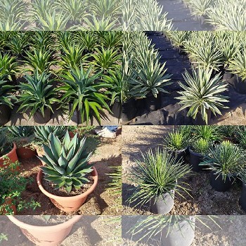 AM15 AGAVE MIX POT DE 15 LITRES