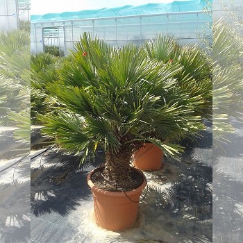 CSG60/80 CHAMAEROPS SOLID GREEN POT DE 60/80 LTRES