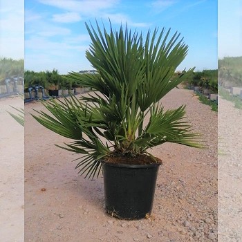 CSG7 CHAMAEROPS SOLID GREEN POT DE 7,5 LITRES