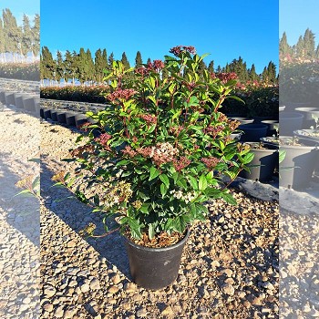 VT10 VIBURNUM TINUS EXTRA POT DE 10 LITRES