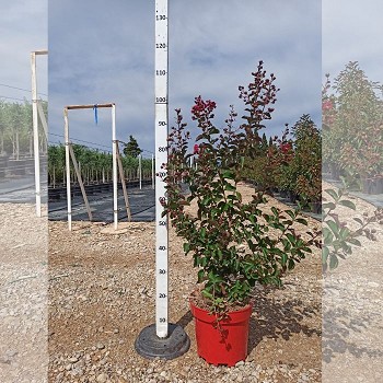 LS10 LAGERSTROMEA INDICA (LILAS DES INDES) 10 LTRS