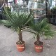 Viveros 8 : TF30/40 TRACHYCARPUS FORTUNEI 30/40 DE TRONC