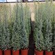 Viveros 8 : REF 2 CUPRESSUS ARIZONA HAUTEUR 170/180