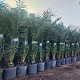 Viveros 8 : PC30XL PHOENIX CANARIENSIS POT 17 LITRES TAILLE XL
