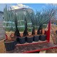 Viveros 8 : DD45 DRAGONNIER DES CANARIES POT DE 45 LITRES