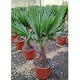 Viveros 8 : TF20/30 TRACHYCARPUS FORTUNEI 20/30 TRONC