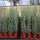 Viveros 8 : REF 2 CUPRESSUS ARIZONA HAUTEUR 170/180