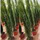 Viveros 8 : REF 4 CUPRESSUS TOTEM HAUTEUR 180/200