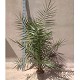 Viveros 8 : PC20XL PHOENIX CANARIENSIS POT 5 LITRES TAILLE XL