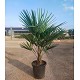 Viveros 8 : TC30 TRACHYCARPUS FORTUNEI TRONC DE 15/20