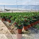 Viveros 8 : NO5 LAURIER ROSE POT DE 5 LITRES 