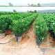 Viveros 8 : NO10 LAURIER ROSE EN POT DE 10 LITRES 