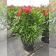 Viveros 8 : NO30/40 LAURIER ROSE EN POT DE 30/40 LITRES 