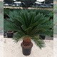 Viveros 8 : CE10 CYCAS REVOLTU EXTRA POT DE 10 LITRES