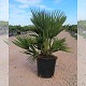 Viveros 8 : CSG7 CHAMAEROPS SOLID GREEN POT DE 7,5 LITRES