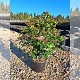 Viveros 8 : VT10 VIBURNUM TINUS EXTRA POT DE 10 LITRES