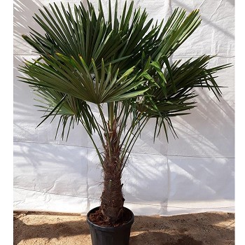 TFT50 TRACHYCARPUS FORTUNEI HAUTEUR 190/210
