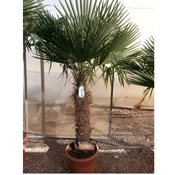 TFT 60  TRACHYCARPUS FORTUNEI HAUTEUR 200/230