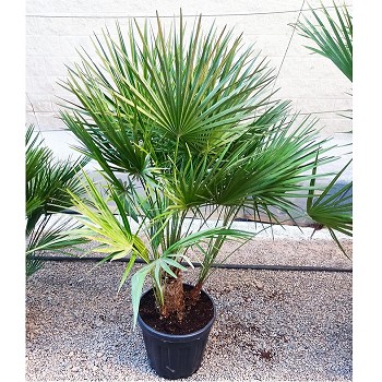 CH 25 CHAMAEROPS HUMILIS HAUTEUR 100/120