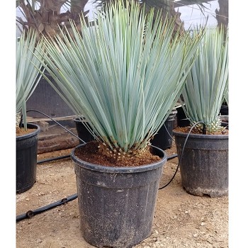 YR 15 YUCCA ROSTRATA HAUTEUR 60/70