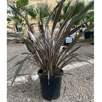 PH 10 PHORNIUM TENAX HAUTEUR 50/80