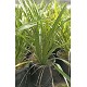 Viveros 6 : PH 10 PHORNIUM TENAX HAUTEUR 50/80
