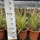 Viveros 6 : PH 10 PHORNIUM TENAX HAUTEUR 50/80