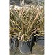 Viveros 6 : PH 10 PHORNIUM TENAX HAUTEUR 50/80