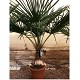 Viveros 6 : TFT 30 TRACHYCARPUS FORTUNEI 145/170