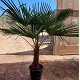 Viveros 6 : TFT 40 TRACHYCARPUS FORTUNEI HAUTEUR 170/190