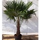 Viveros 6 : TFT50 TRACHYCARPUS FORTUNEI HAUTEUR 190/210