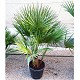 Viveros 6 : CH 25 CHAMAEROPS HUMILIS HAUTEUR 100/120