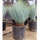 Viveros 6 : YR 15 YUCCA ROSTRATA HAUTEUR 60/70