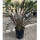 Viveros 6 : PH 10 PHORNIUM TENAX HAUTEUR 50/80