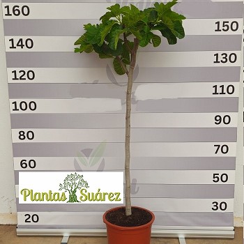 FC30 FIGUIER FICUS CARICA HAUTEUR 160/180