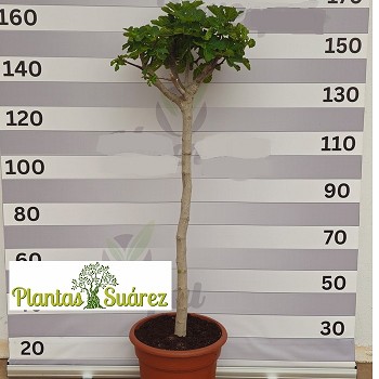 FC 35 FIGUIER FICUS CARICA HAUTEUR 170/190