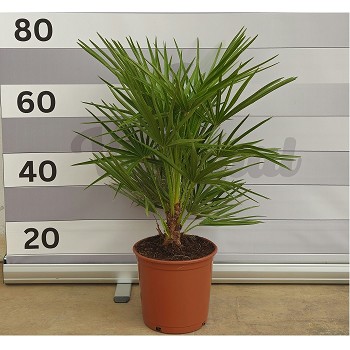 H20 CHAMAEROPS HUMILIS HAUTEUR 60/80