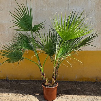 W25  WASHINGTONIA ROBUSTA HAUTEUR 100/130
