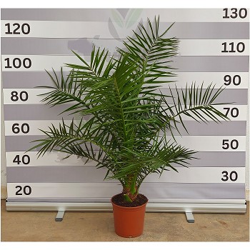 PC20 PHOENIX CANARIENSIS HAUTEUR 80/100