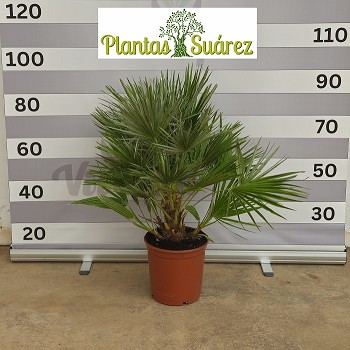H25 CHAMAEROPS HUMILIS HAUTEUR 80/100